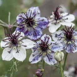 Nigella Papillosa Delft Blue | 60 Seedlings