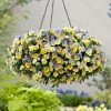 Blueberry Swirl - Easyplanter For Hanging Baskets & Patio Pots |