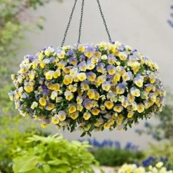 Blueberry Swirl - Easyplanter For Hanging Baskets & Patio Pots |