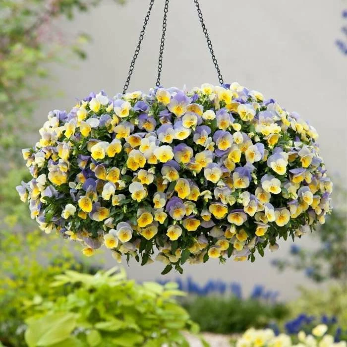 Blueberry Swirl - Easyplanter For Hanging Baskets & Patio Pots | 1 Blueberry Swirl - Easyplanter For Hanging Baskets & Patio Pots |