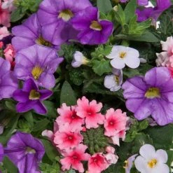 Blueberry Parfait Pre Planted Collection | 9cm Pot