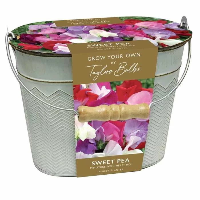 Lathyrus Sweet Peas In A Gift Bucket | Gift Set 1 Lathyrus Sweet Peas In A Gift Bucket | Gift Set