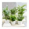 Starter Fern | 6cm Pot