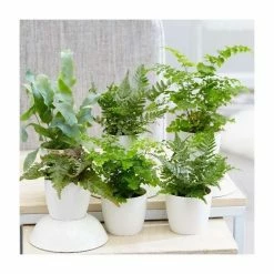 Starter Fern | 6cm Pot