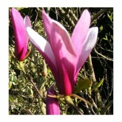 Magnolia 'Susan' -botanical garden shop P20003 add image 1 92f3