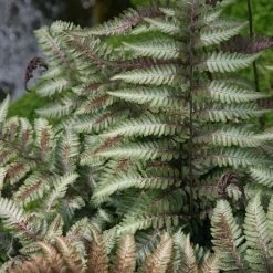 Athyrium Niponicum Var. Pictum | 2L Pot