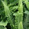 Blechnum Spicant | 2L Pot