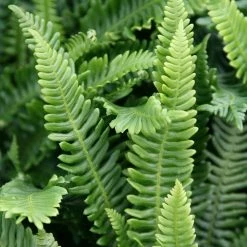 Blechnum Spicant | 2L Pot