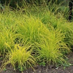 Carex Elata Aurea | 2 Litre Pot