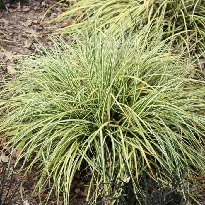 Carex Oshimensis Evergold | 2L Pot 1 Carex Oshimensis Evergold | 2L Pot
