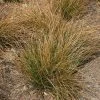 Carex Testacea | 2L Pot
