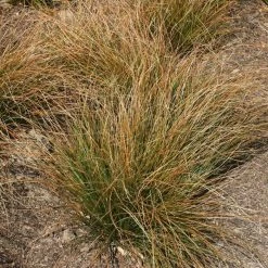 Carex Testacea | 2L Pot