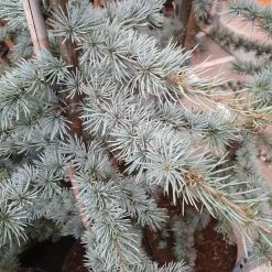 Cedrus Atlantica Glauca (Glauca Group) | 2 Litre Pot