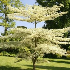 Cornus Controversa Variegata | 12 Lt Pot