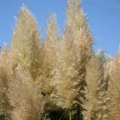 Cortaderia Selloana Pumila | 2L Pot