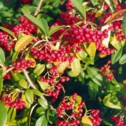 Cotoneaster Cornubia | 2L Pot