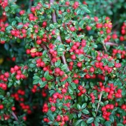 Cotoneaster Horizontalis | 2L Pot