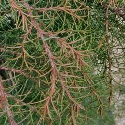 Cryptomeria Japonica Elegans Nana | 3 Litre Pot