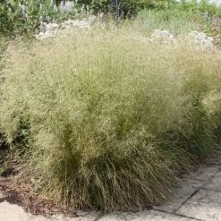 Deschampsia Cespitosa | 2L Pot