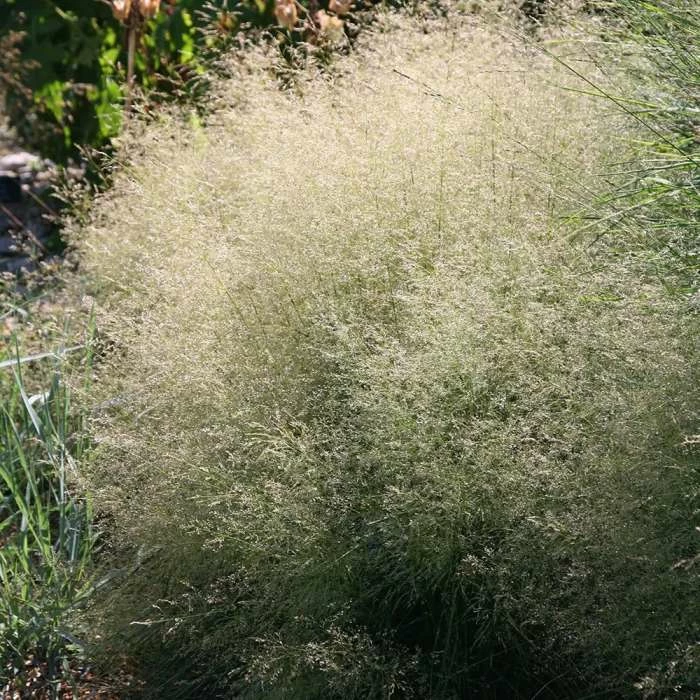 Deschampsia Cespitosa Goldtau | 2L Pot 1 Deschampsia Cespitosa Goldtau | 2L Pot