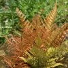 Dryopteris Erythrosora | 2L Pot