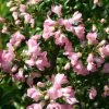 Escallonia Apple Blossom | 2L Pot