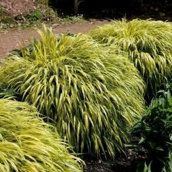 Hakonechloa Macra Alboaurea | 2 Litre Pot