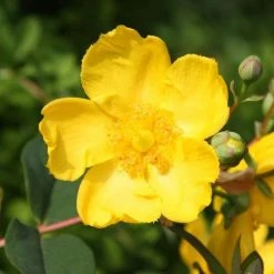 Hypericum × Hidcoteense Hidcote | 2L Pot
