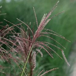 Miscanthus Sinensis Ferner Osten | 2L Pot