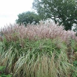 Miscanthus Sinensis Malepartus | 2L Pot