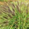 Pennisetum Alopecuroides F. Viridescens | 2L Pot