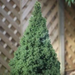 Picea Glauca Var. Albertiana Conica | 15cm Pot