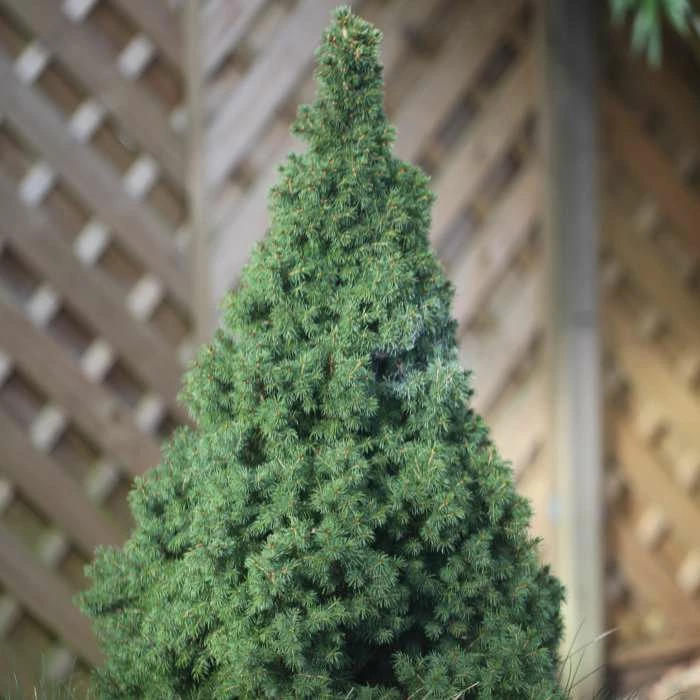 Picea Glauca Var. Albertiana Conica | 15cm Pot 1 Picea Glauca Var. Albertiana Conica | 15cm Pot