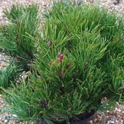 Pinus Mugo Subsp. Mugo | 2 Litre Pot