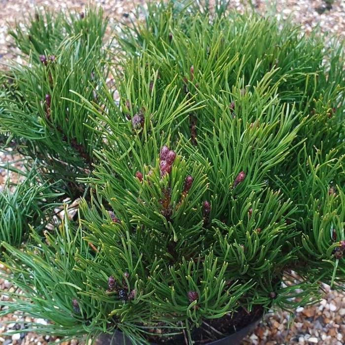 Pinus Mugo Subsp. Mugo | 2 Litre Pot 1 Pinus Mugo Subsp. Mugo | 2 Litre Pot