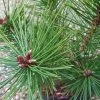 Pinus Nigra Helga | 2 Litre Pot