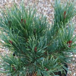 Pinus Sylvestris Watereri | 2 Litre Pot