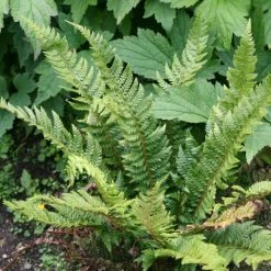Polystichum Aculeatum | 2L Pot