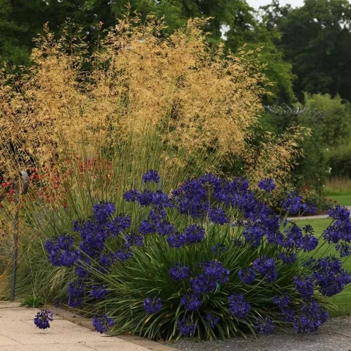 Stipa Gigantea | 2L Pot 1 Stipa Gigantea | 2L Pot