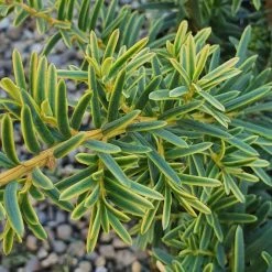 Taxus Baccata Summergold | 2L Pot