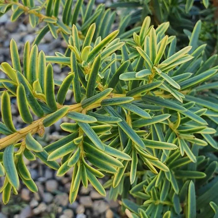 Taxus Baccata Summergold | 2L Pot 1 Taxus Baccata Summergold | 2L Pot