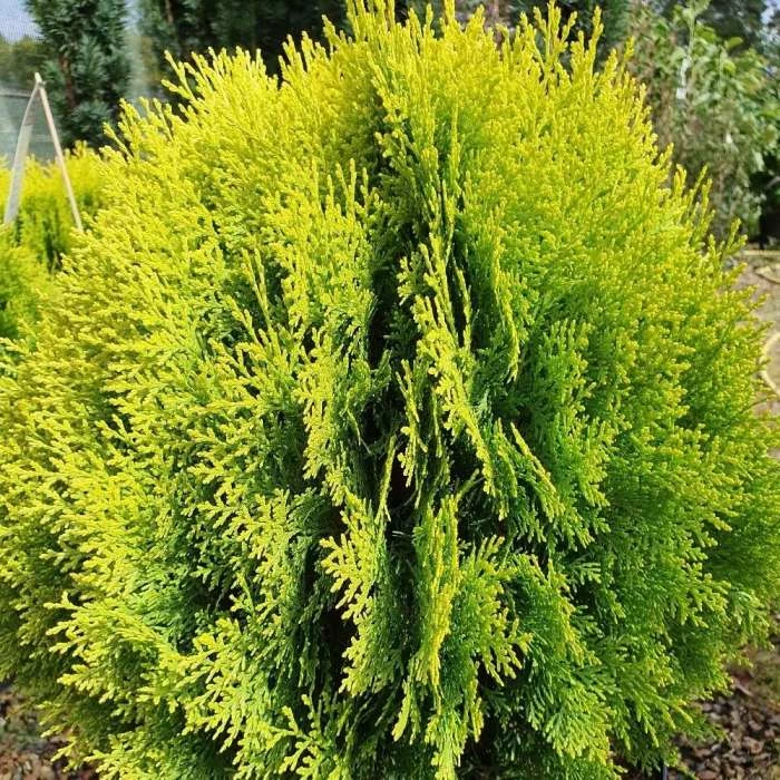 Platycladus Orientalis Aurea Nana | 3L Pot 1 Platycladus Orientalis Aurea Nana | 3L Pot