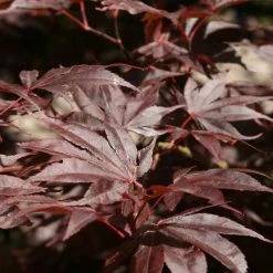 Acer Palmatum Bloodgood | 3L Pot