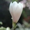 Magnolia × Soulangeana Alba Superba | 2L Pot
