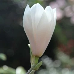Magnolia × Soulangeana Alba Superba | 2L Pot