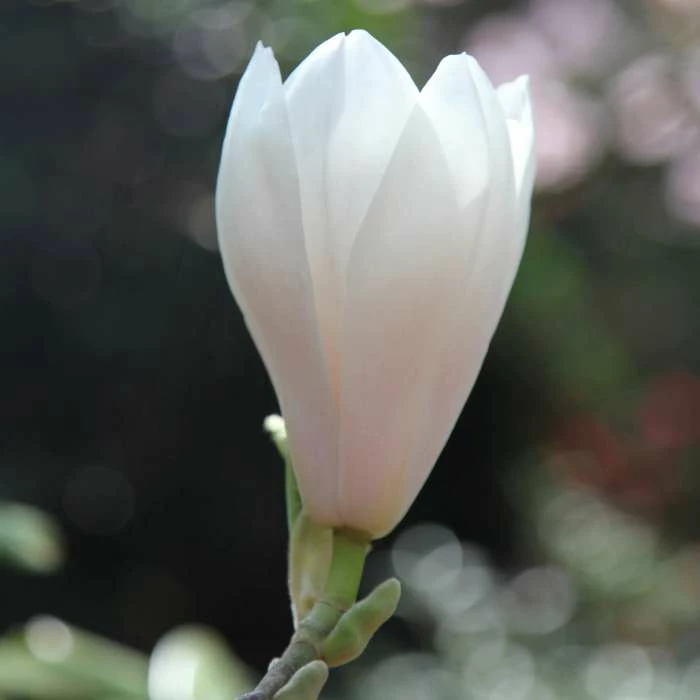 Magnolia × Soulangeana Alba Superba | 2L Pot 1 Magnolia × Soulangeana Alba Superba | 2L Pot