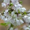 Prunus Incisa Kojo-no-mai | 2L Pot