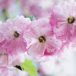 Prunus Triloba | 2 Litre Pot