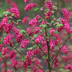 Ribes Sanguineum Pulborough Scarlet | 2L Pot