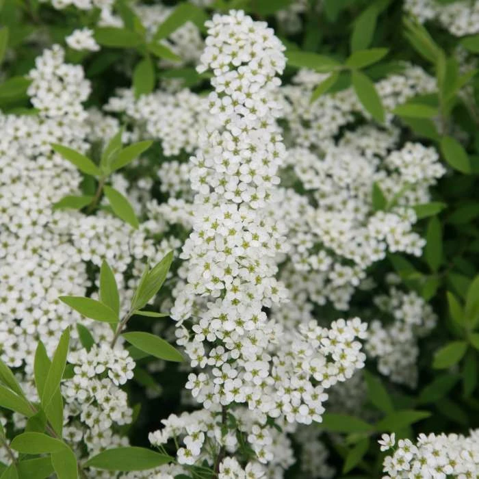 Spiraea Arguta | 2L Pot 1 Spiraea Arguta | 2L Pot